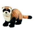 ferret webkinz